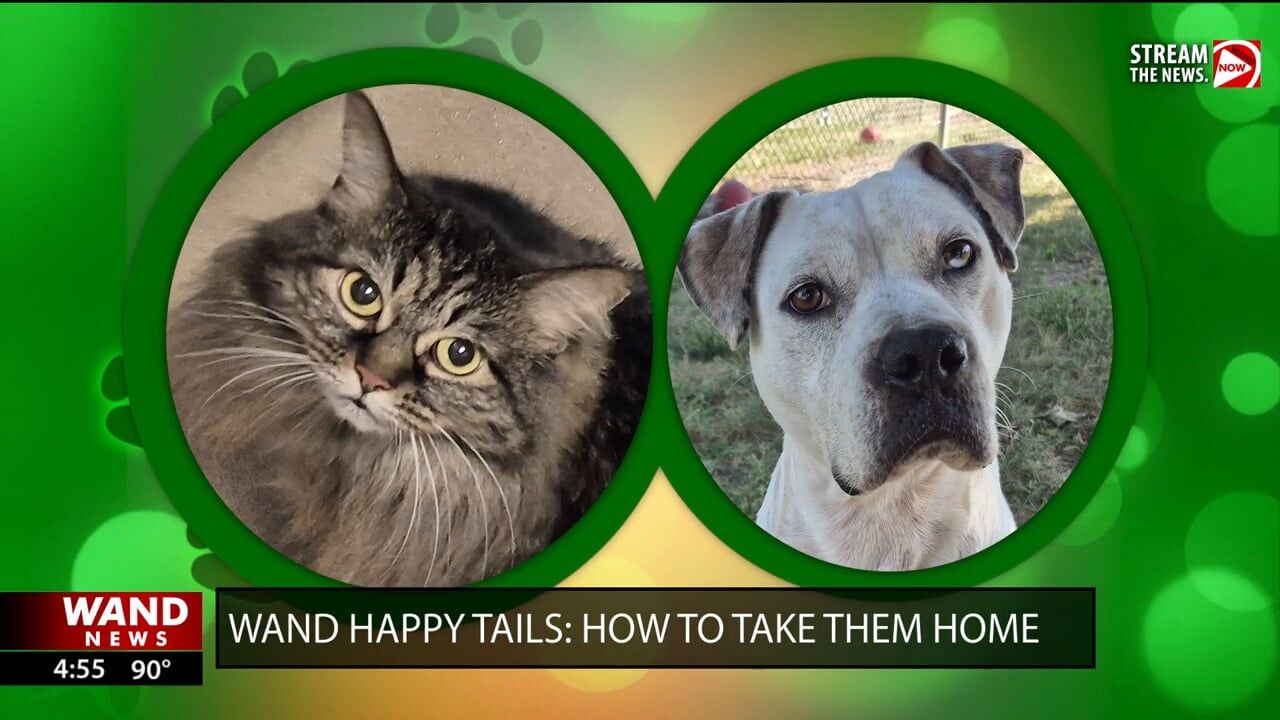 WAND's Happy Tails featuring Mara and Kitty